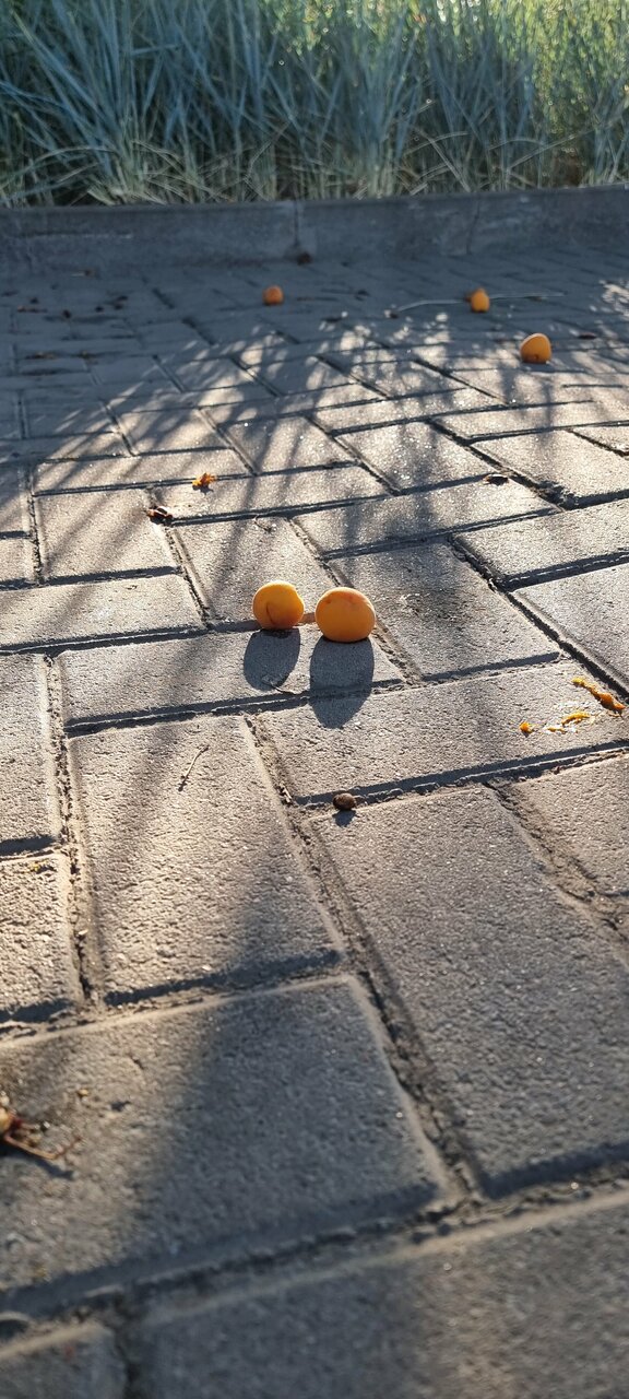 Гостиница Меридиан-Юг Красный Колос-236