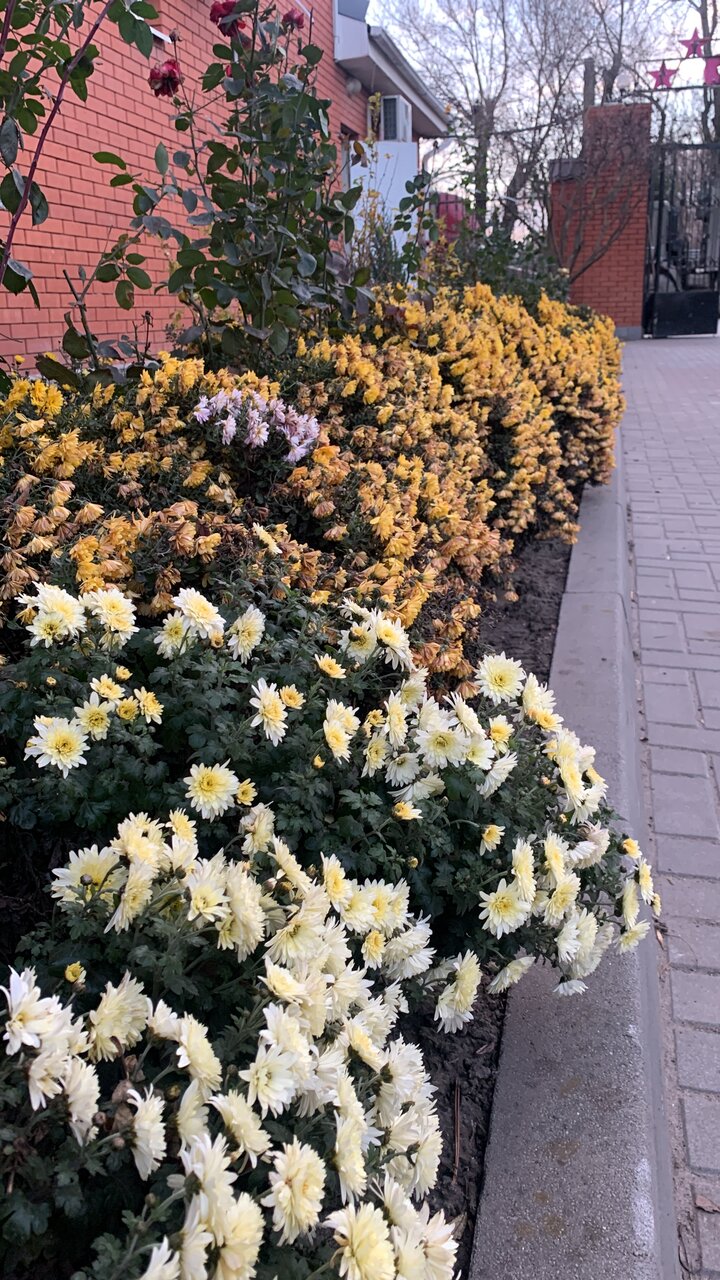 Гостиница Меридиан-Юг Красный Колос-202