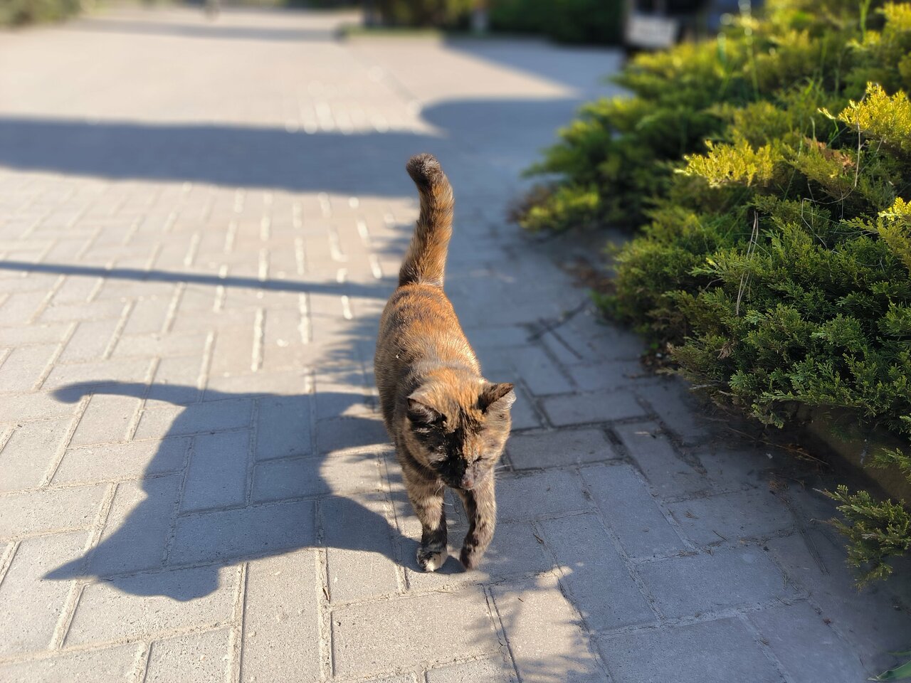 Гостиница Меридиан-Юг Красный Колос-186