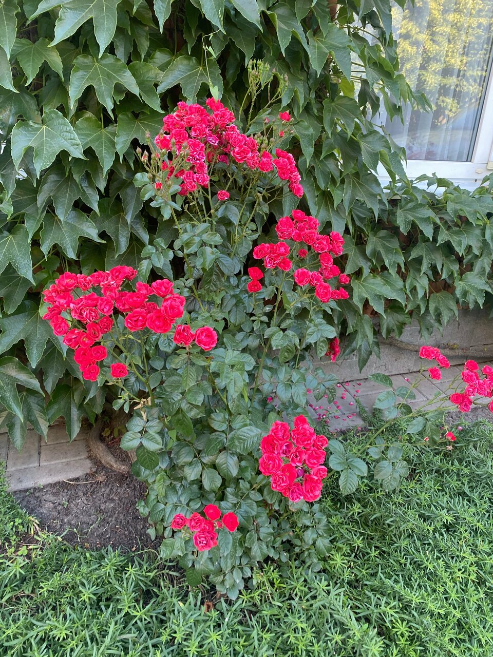 Гостиница Меридиан-Юг Красный Колос-244