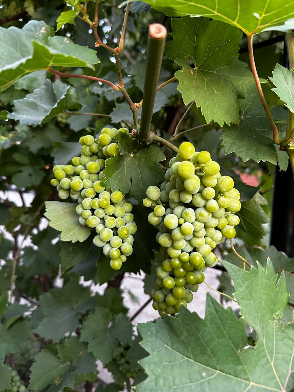 Гостиница Меридиан-Юг Красный Колос-215