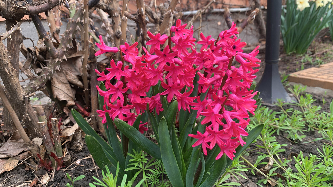 Гостиница Меридиан-Юг Красный Колос-188