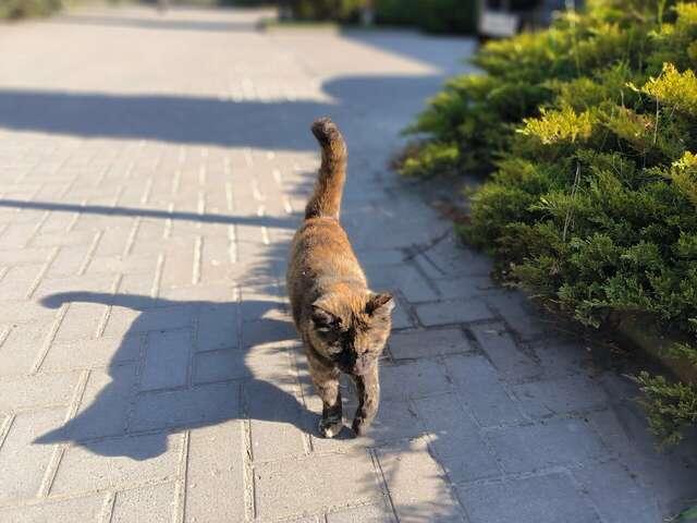 Гостиница Меридиан-Юг Красный Колос-185