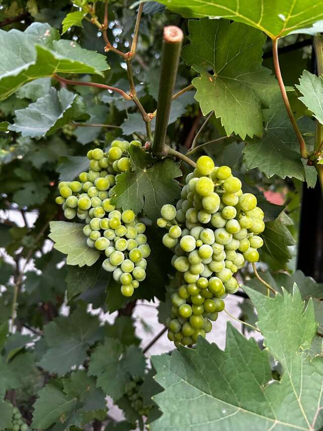 Гостиница Меридиан-Юг Красный Колос-214